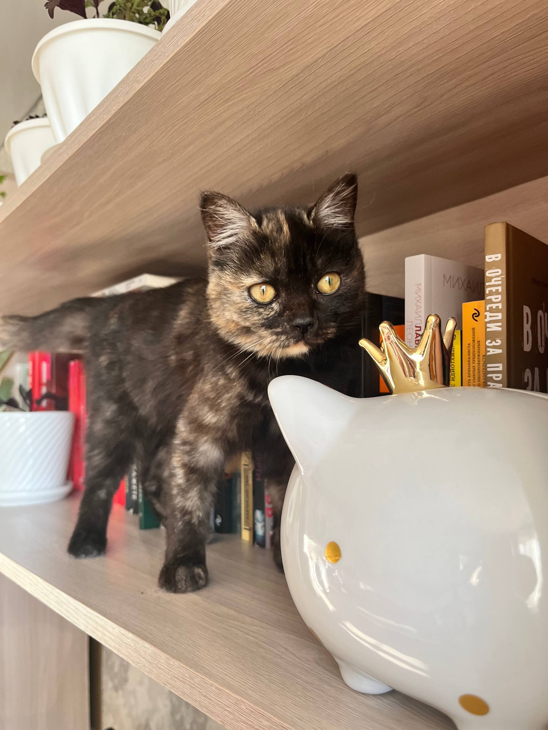 Ищу хозяев для кошечки - Животные в Чита