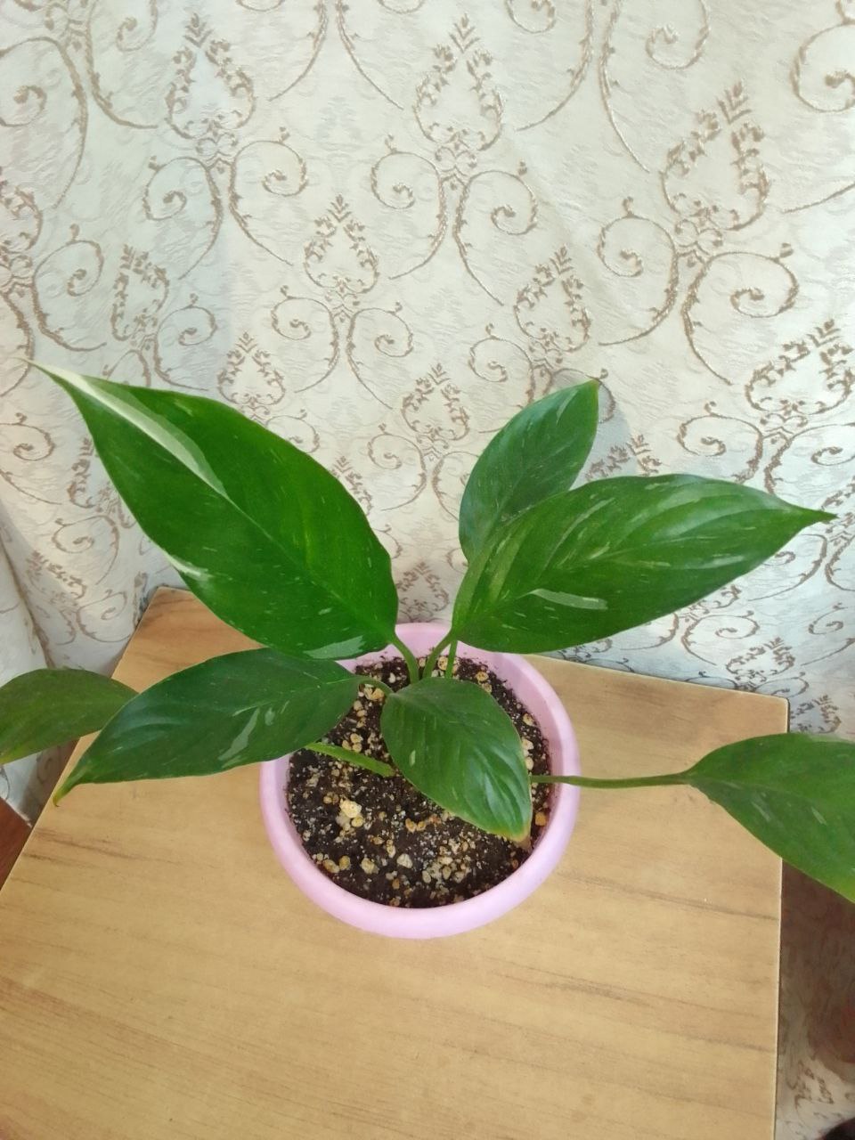 Спатифиллум Домино - Для дома и дачи в Чита