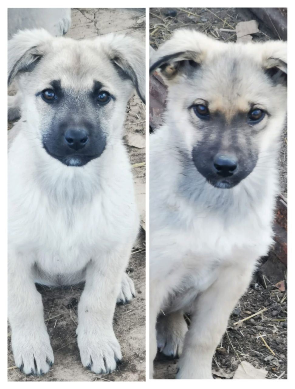 Спасенные щенки ищут дом - Животные в Чита