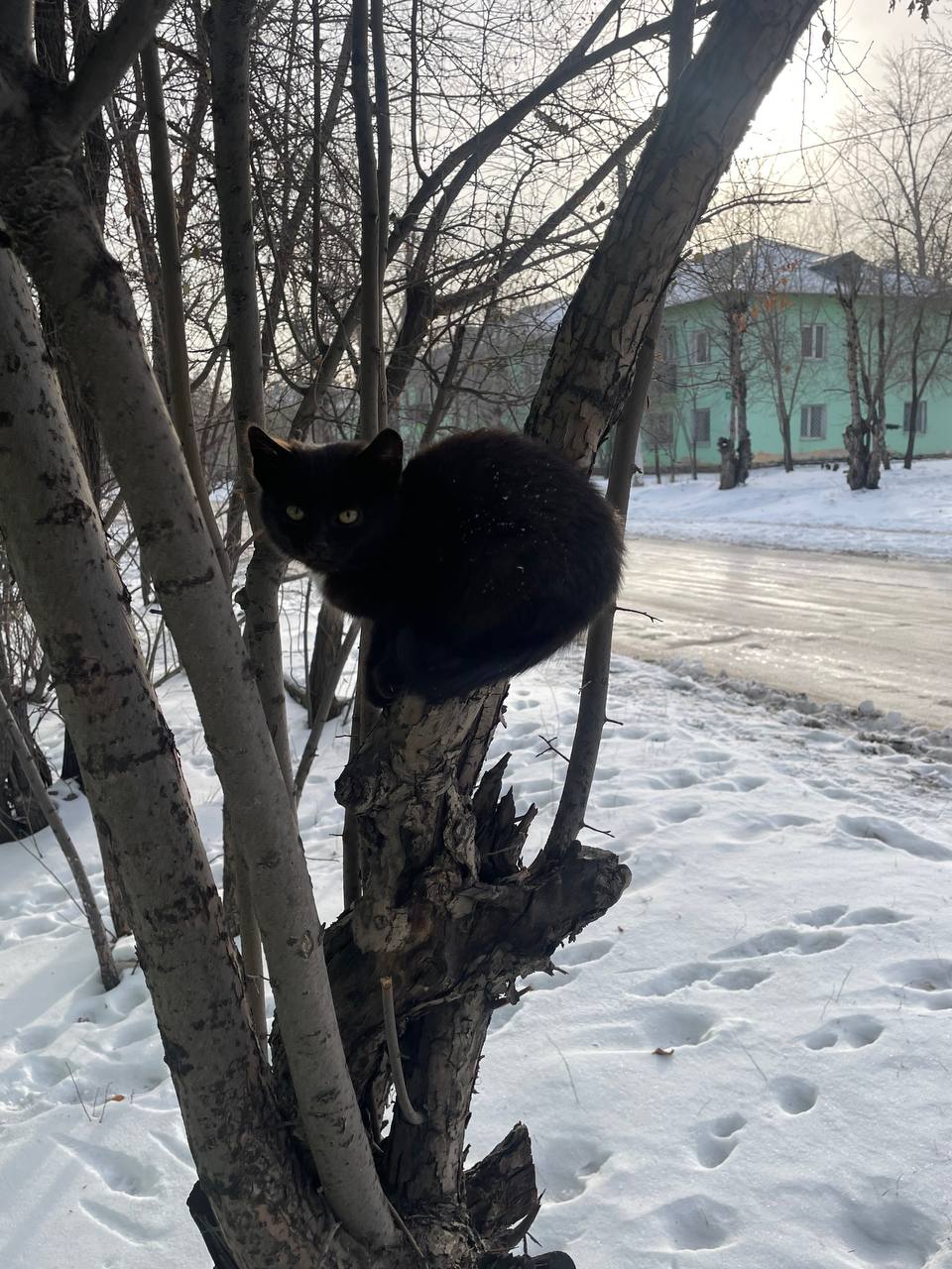 Ищет дом для котенка - Животные в Чита