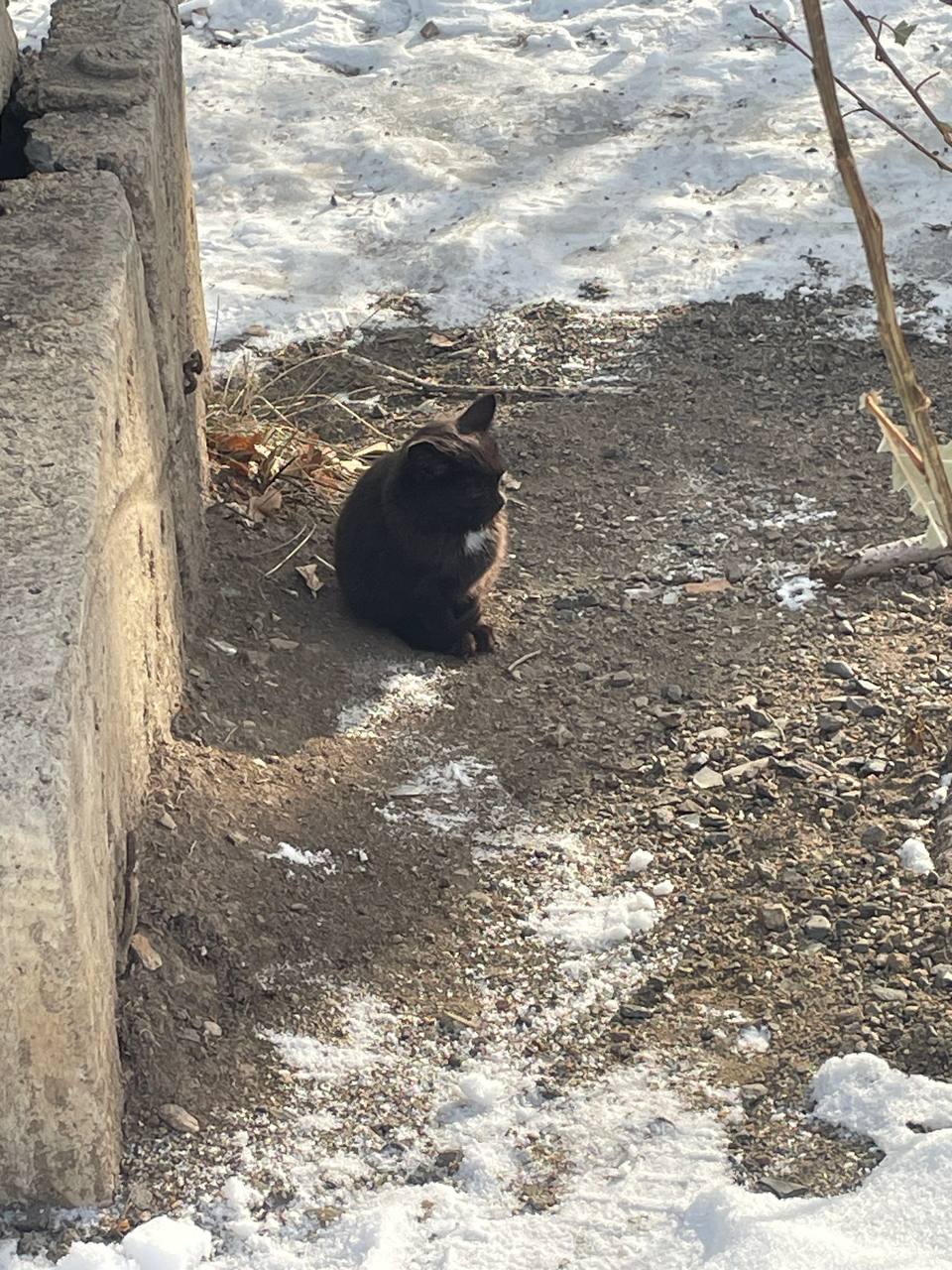 Ищет дом для котенка - Животные в Чита - фото 3