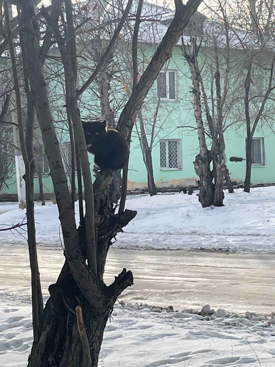 Ищет дом для котенка - Животные в Чита - фото 4