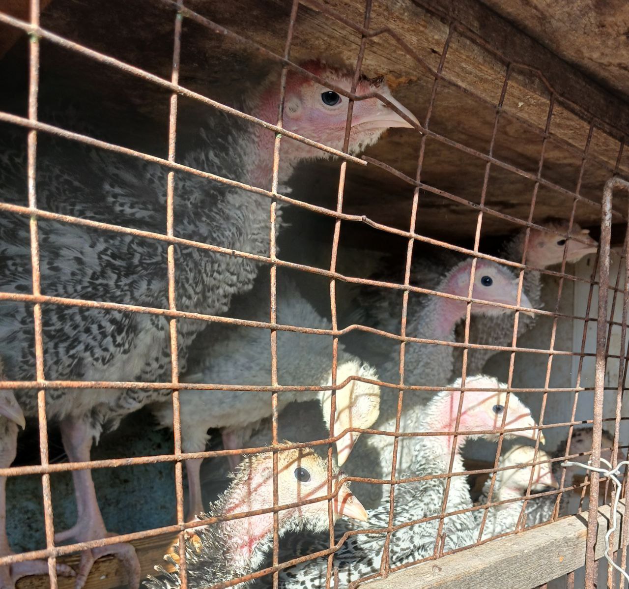 Продажа индюшат и уток - Животные в Чита