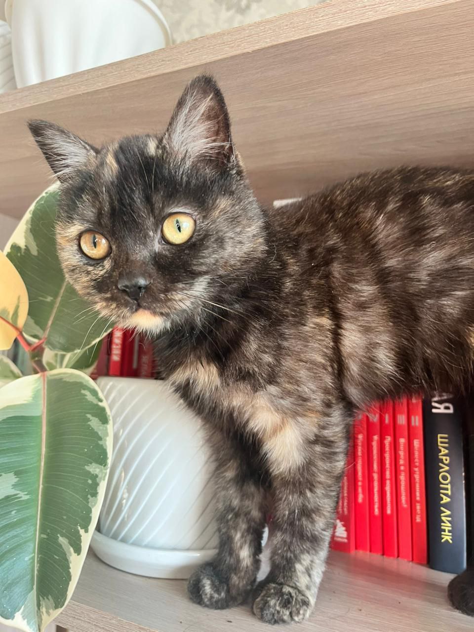 Ласковая молодая кошечка - Животные в Чита