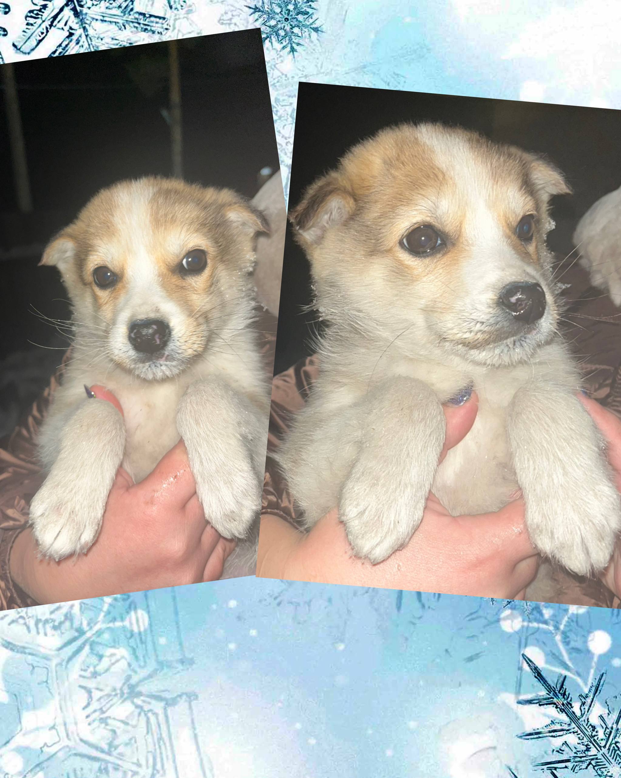 Щенок для охраны территории - частное объявление в Чита