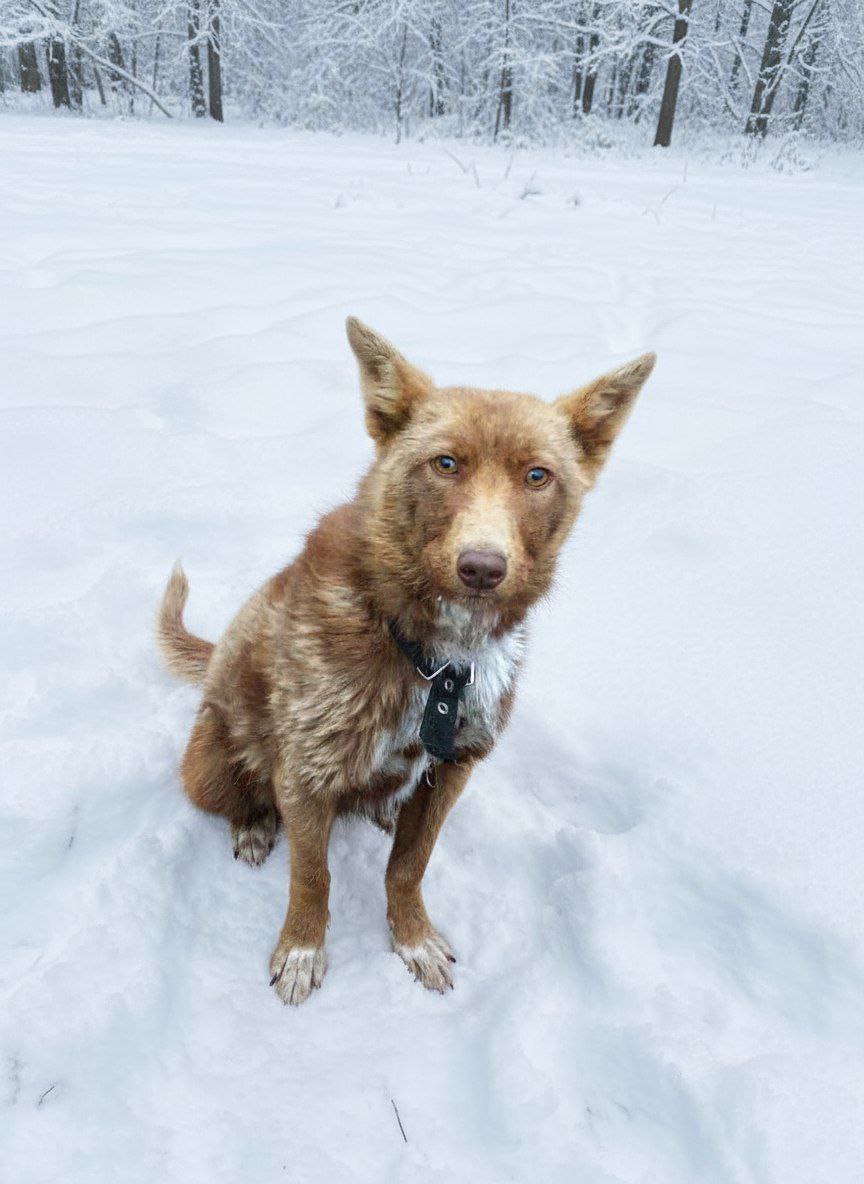 Молодой весёлый мальчишка с грустным взглядом ищет дом - частное объявление в Чита