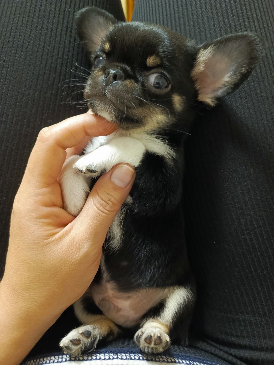 Продажа мальчики чихуахуа - Животные в Мариуполь