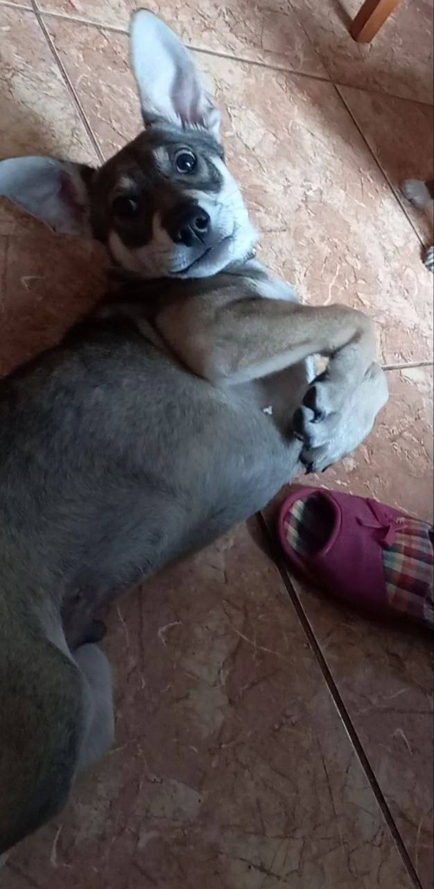 Щенок 6 месяцев - Животные в Ростов-на-Дону