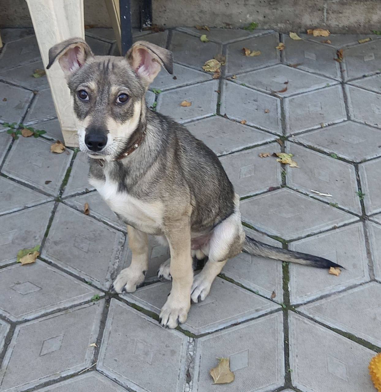 Щенок 6 месяцев - Животные в Ростов-на-Дону - фото 2