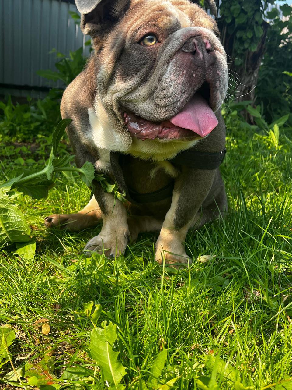 Продам английского бульдога - Животные в Казань