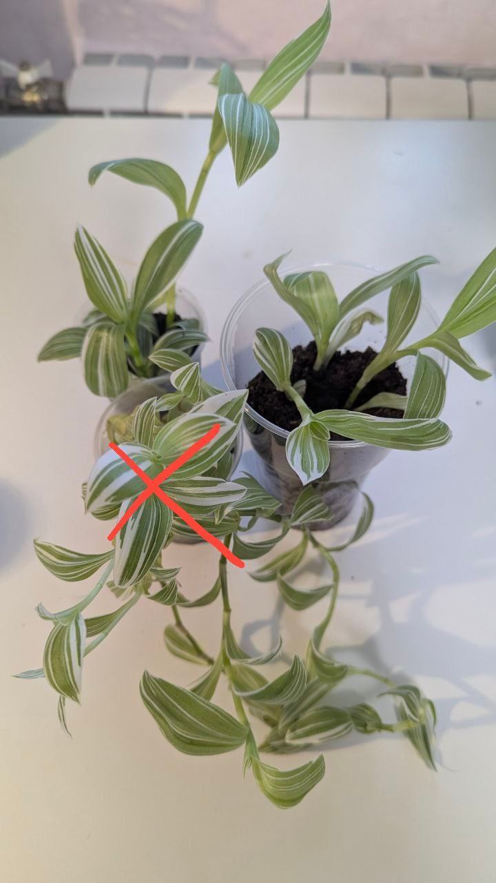 Цветы в добрые руки за корм для домашних животных - Хобби и отдых в Санкт-Петербург