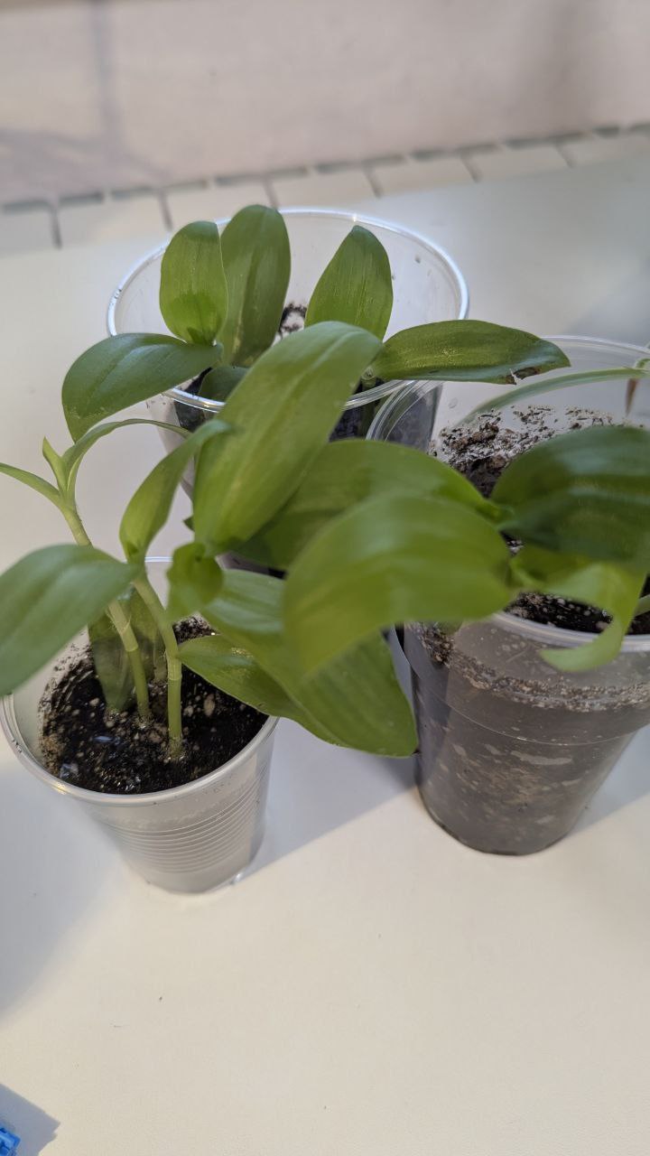 Цветы в добрые руки за корм для домашних животных - Хобби и отдых в Санкт-Петербург - фото 3