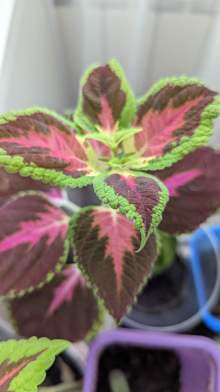 Цветы в добрые руки за корм для домашних животных - Хобби и отдых в Санкт-Петербург - фото 4