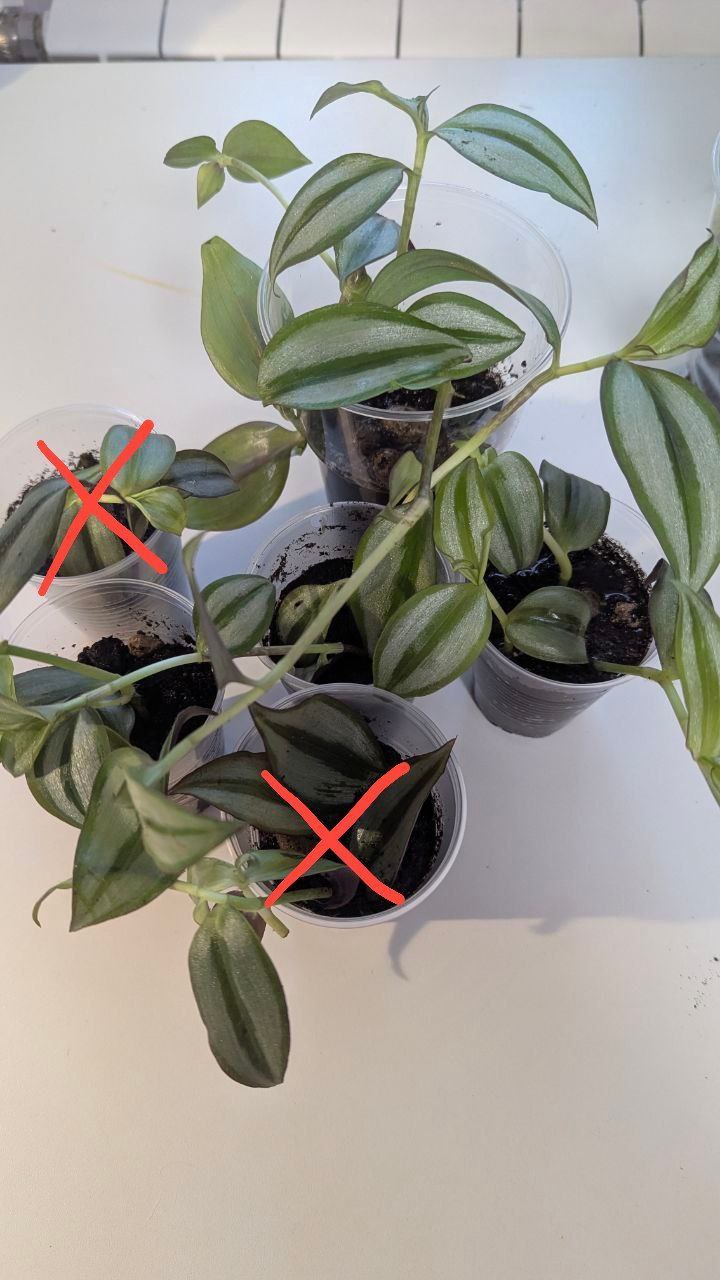 Цветы в добрые руки за корм для домашних животных - Хобби и отдых в Санкт-Петербург - фото 5