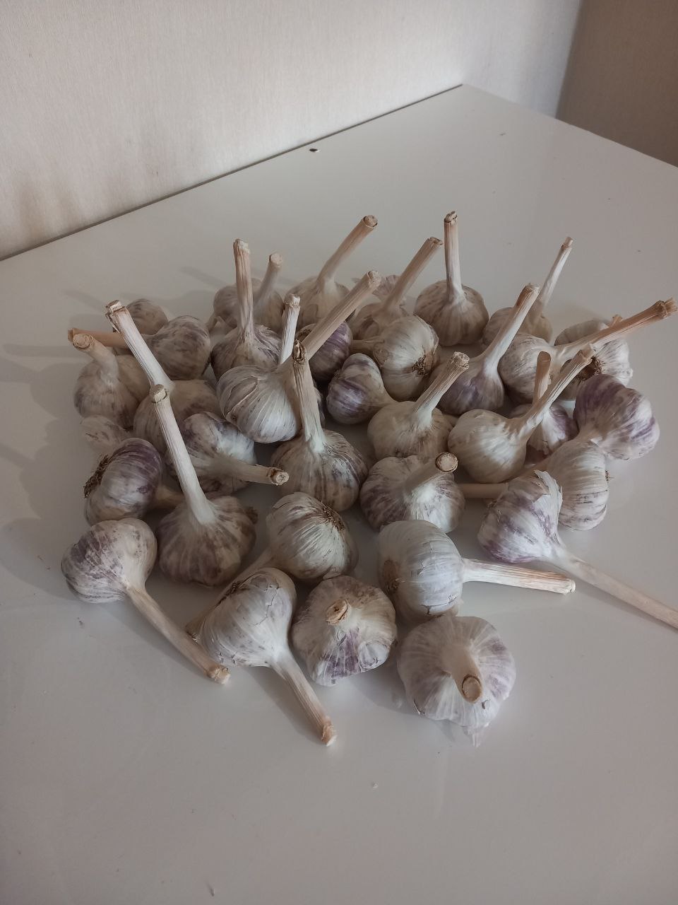 Чеснок домашний крупный - Для дома и дачи в Санкт-Петербург