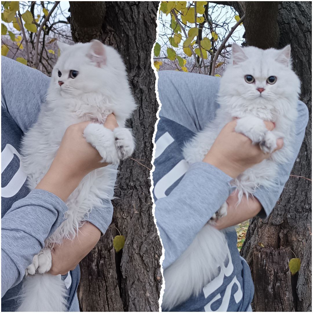 Очаровательная британская кошечка - Животные в Ростов-на-Дону