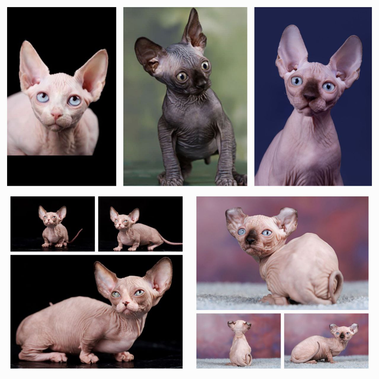 Котята сфинксы разных пород - частное объявление в Ростов-на-Дону