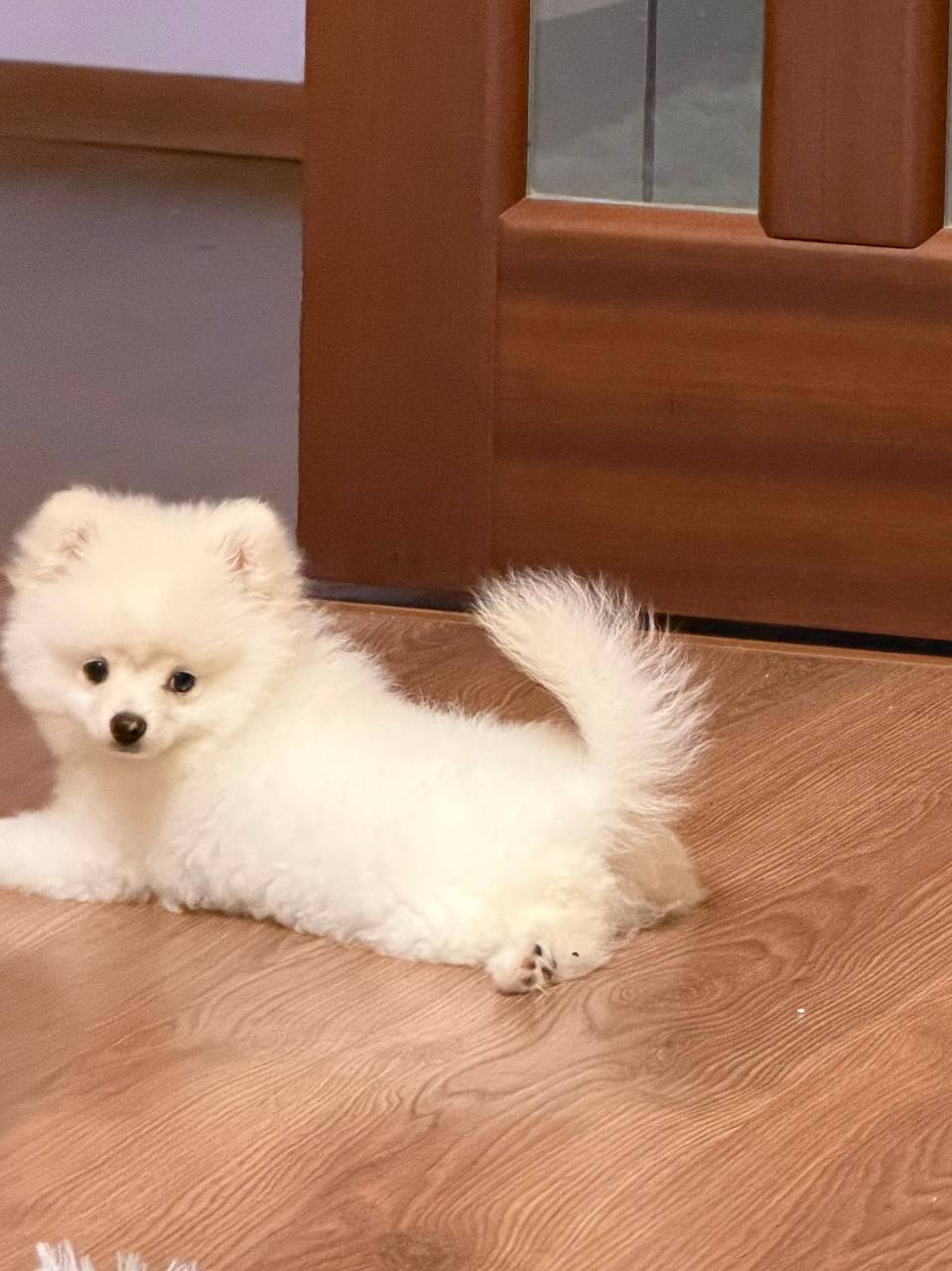 Продам белого мини-шпица - частное объявление в Смоленск