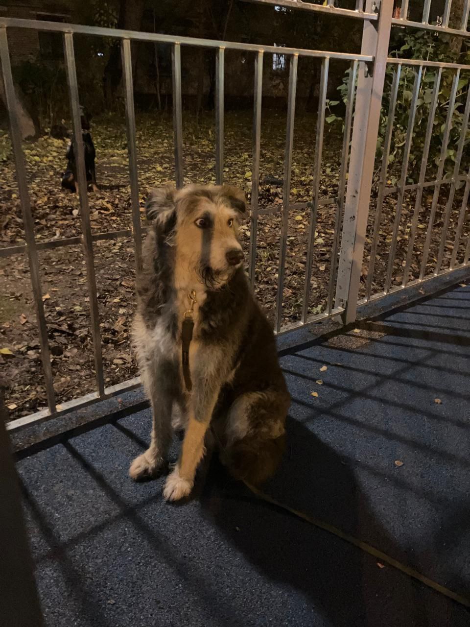 Найден пес на Ленинградском шоссе - частное объявление в Москва