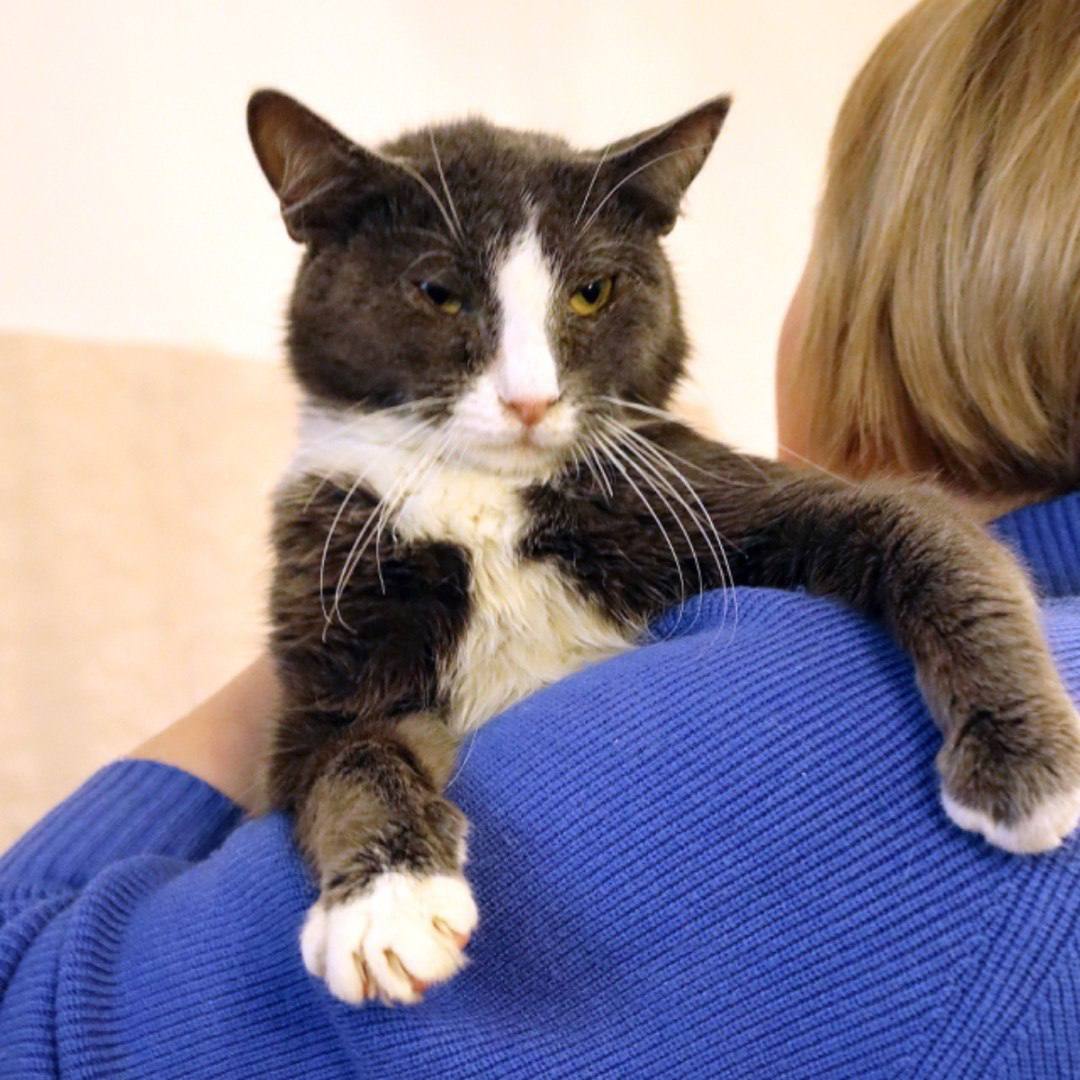 Дымок и Анечка - в добрые руки - Животные в Москва