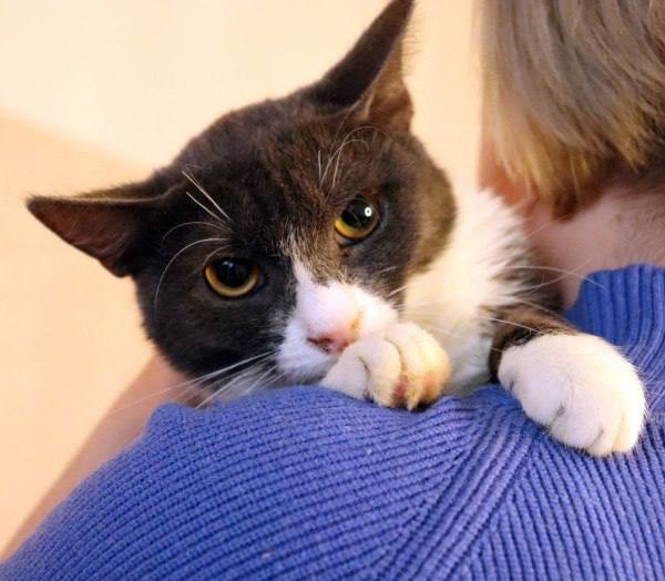 Дымок и Анечка - в добрые руки - Животные в Москва - фото 2