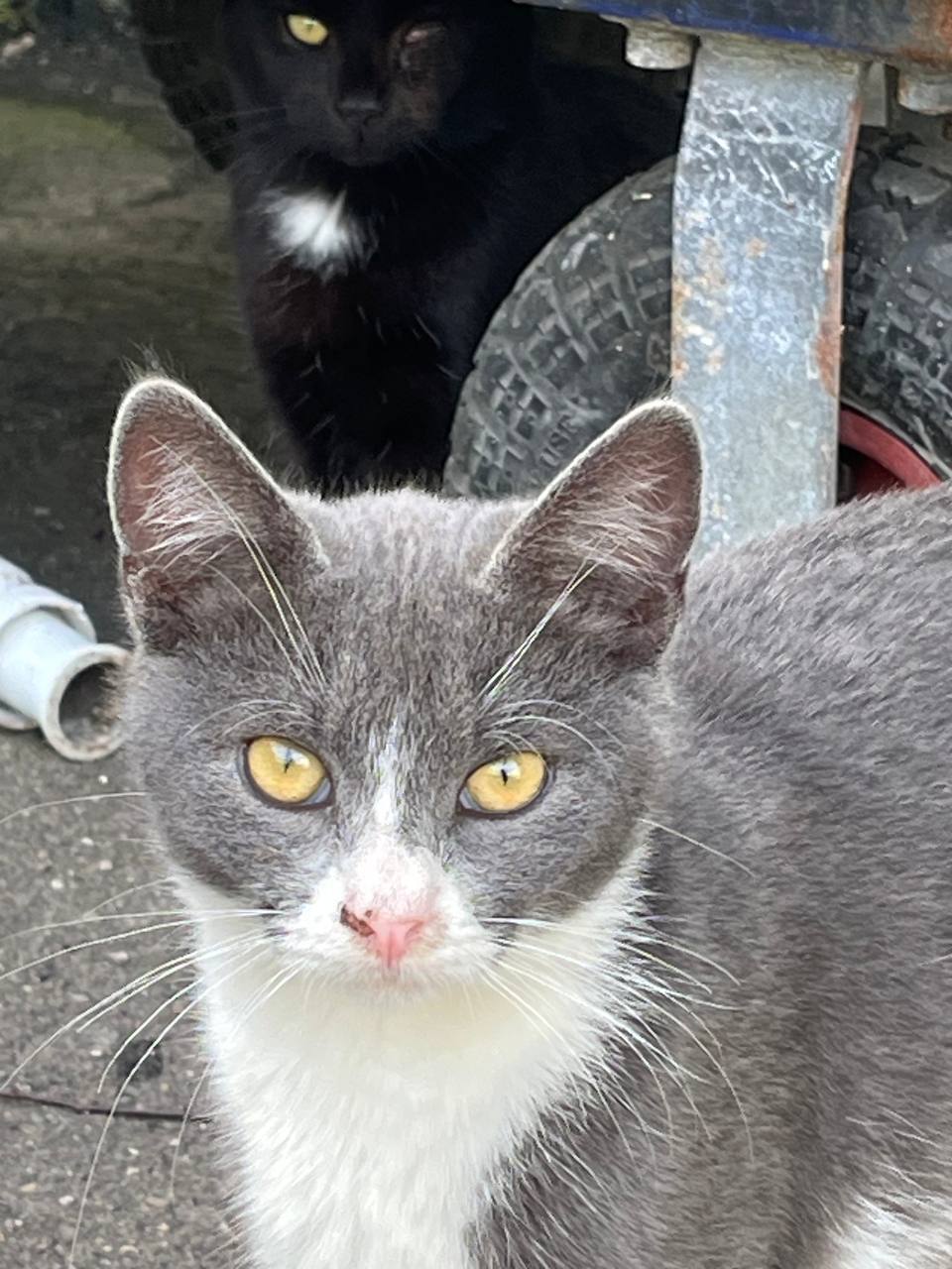 Дымок и Анечка - в добрые руки - Животные в Москва - фото 3