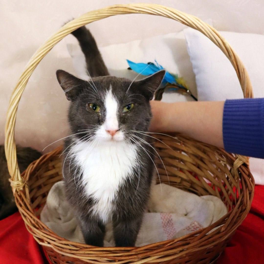 Дымок и Анечка - в добрые руки - Животные в Москва - фото 4