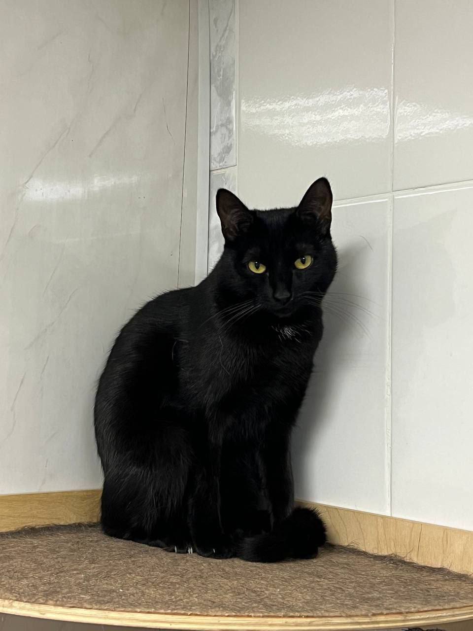 Ищет дом МяТочка - Животные в Москва