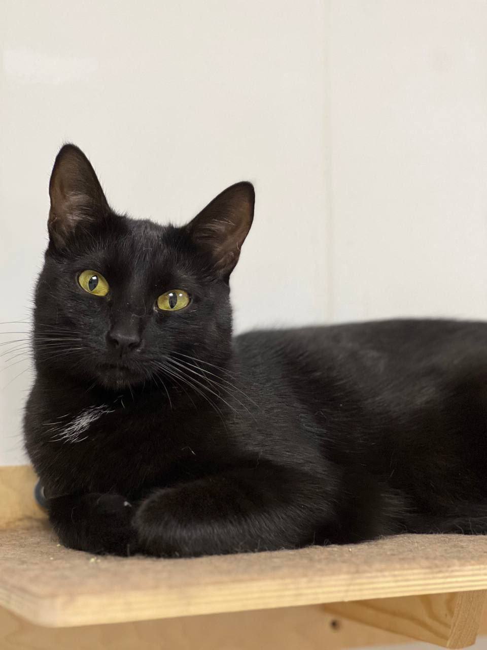 Ищет дом МяТочка - Животные в Москва - фото 2