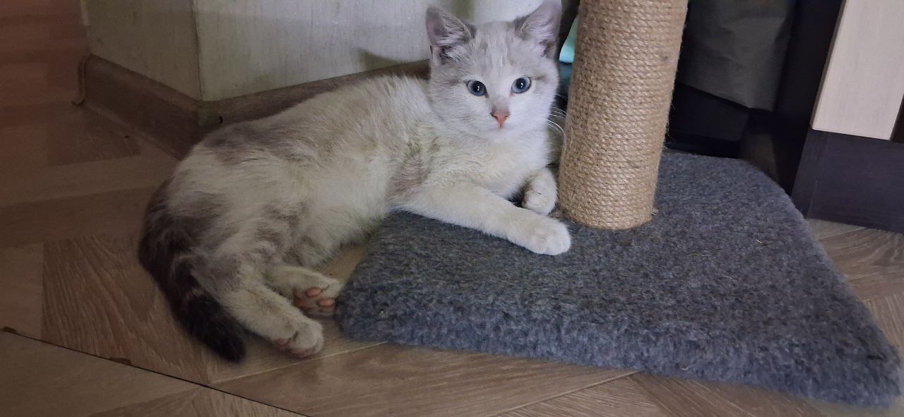 Голубоглазая кошечка ищет дом - частное объявление в Белгород