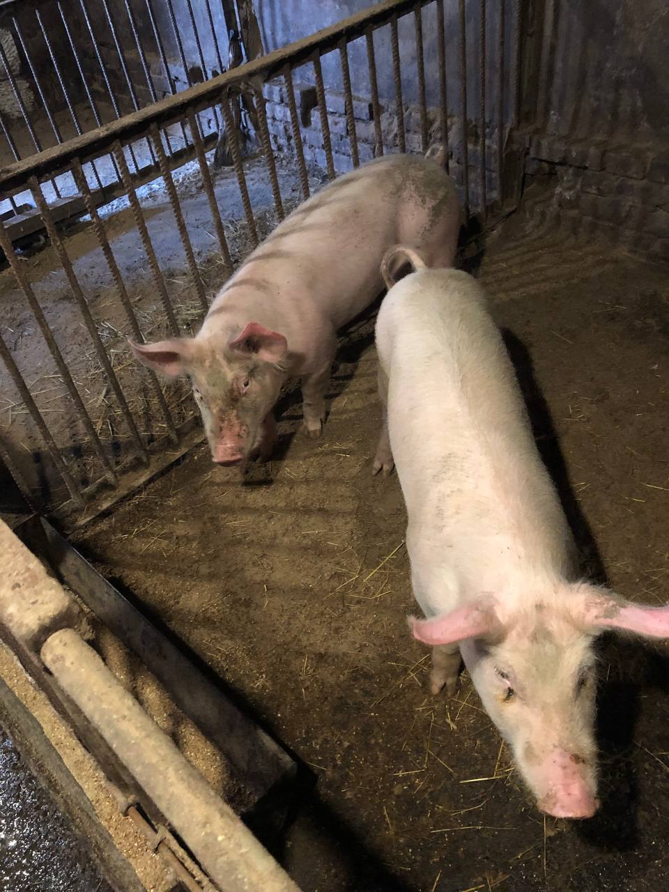 Продам поросят - частное объявление в Белгород