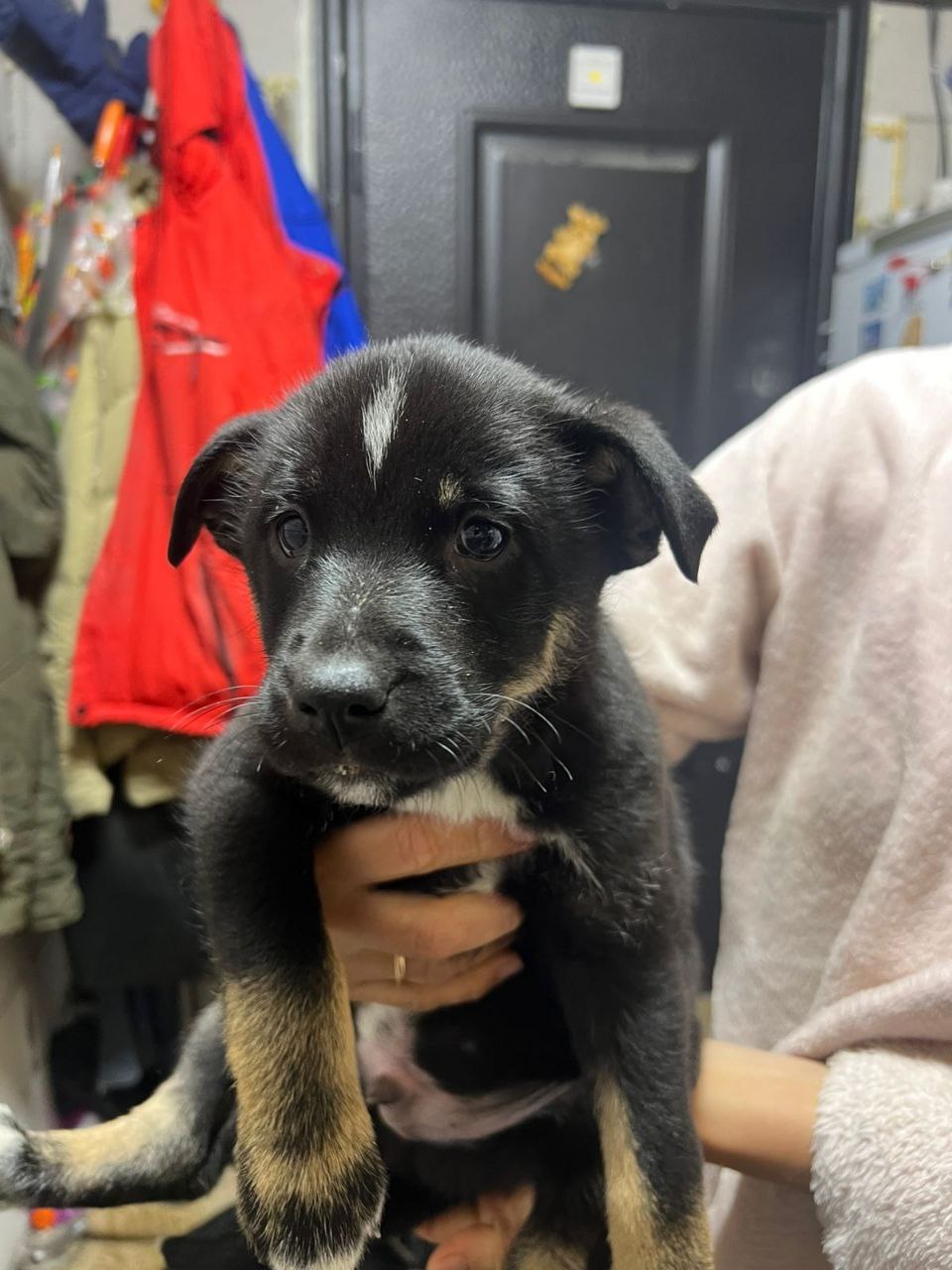 Щенки от хаски и овчарки - частное объявление в Липецк