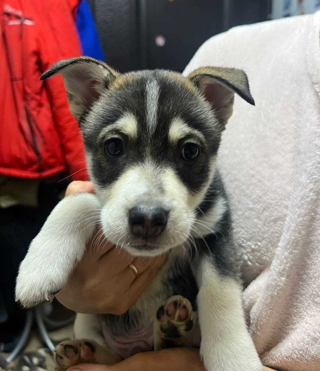 Щенки от хаски и овчарки - Животные в Липецк - фото 3