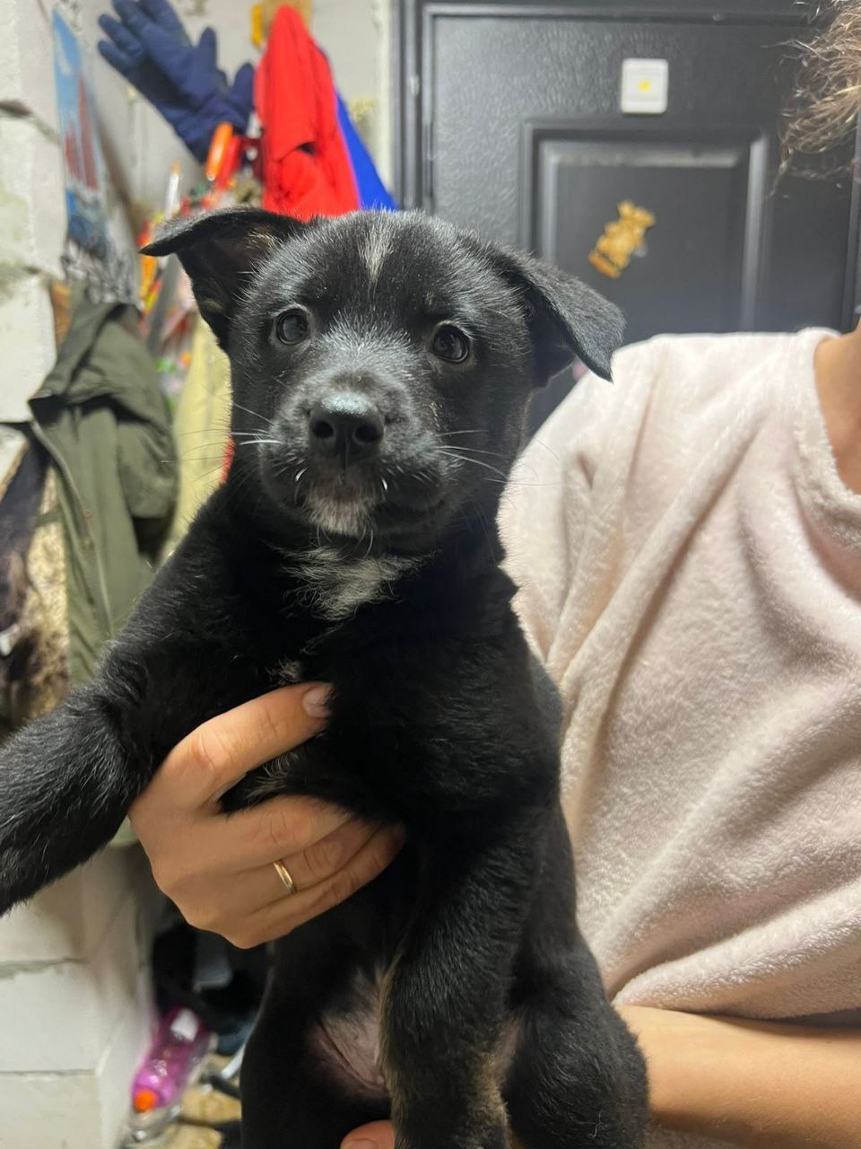 Щенки от хаски и овчарки - Животные в Липецк - фото 4