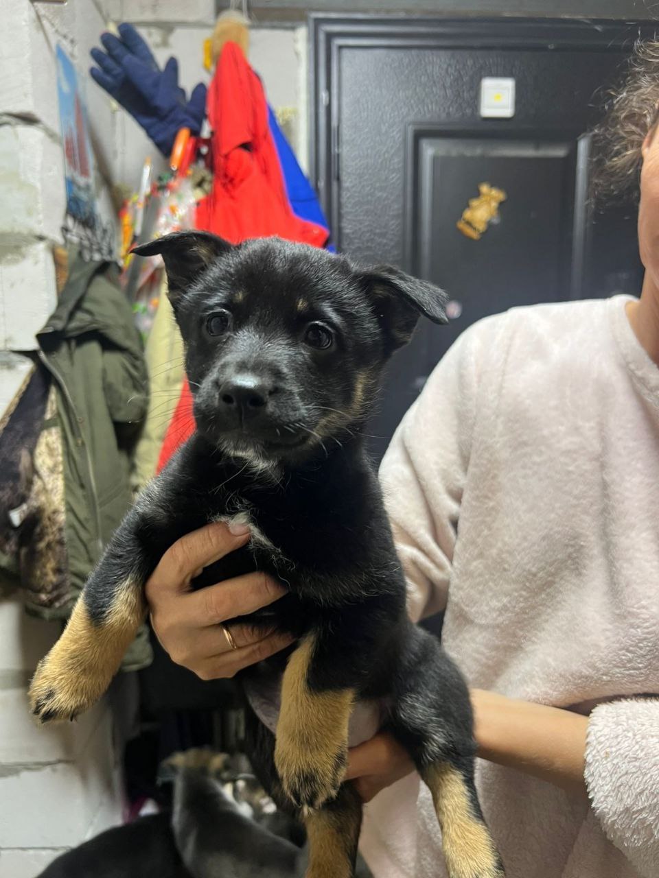 Щенки от хаски и овчарки - Животные в Липецк - фото 5