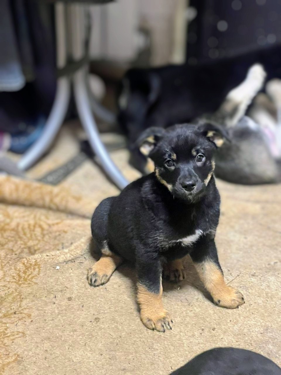 Щенки от хаски и овчарки - Животные в Липецк - фото 6