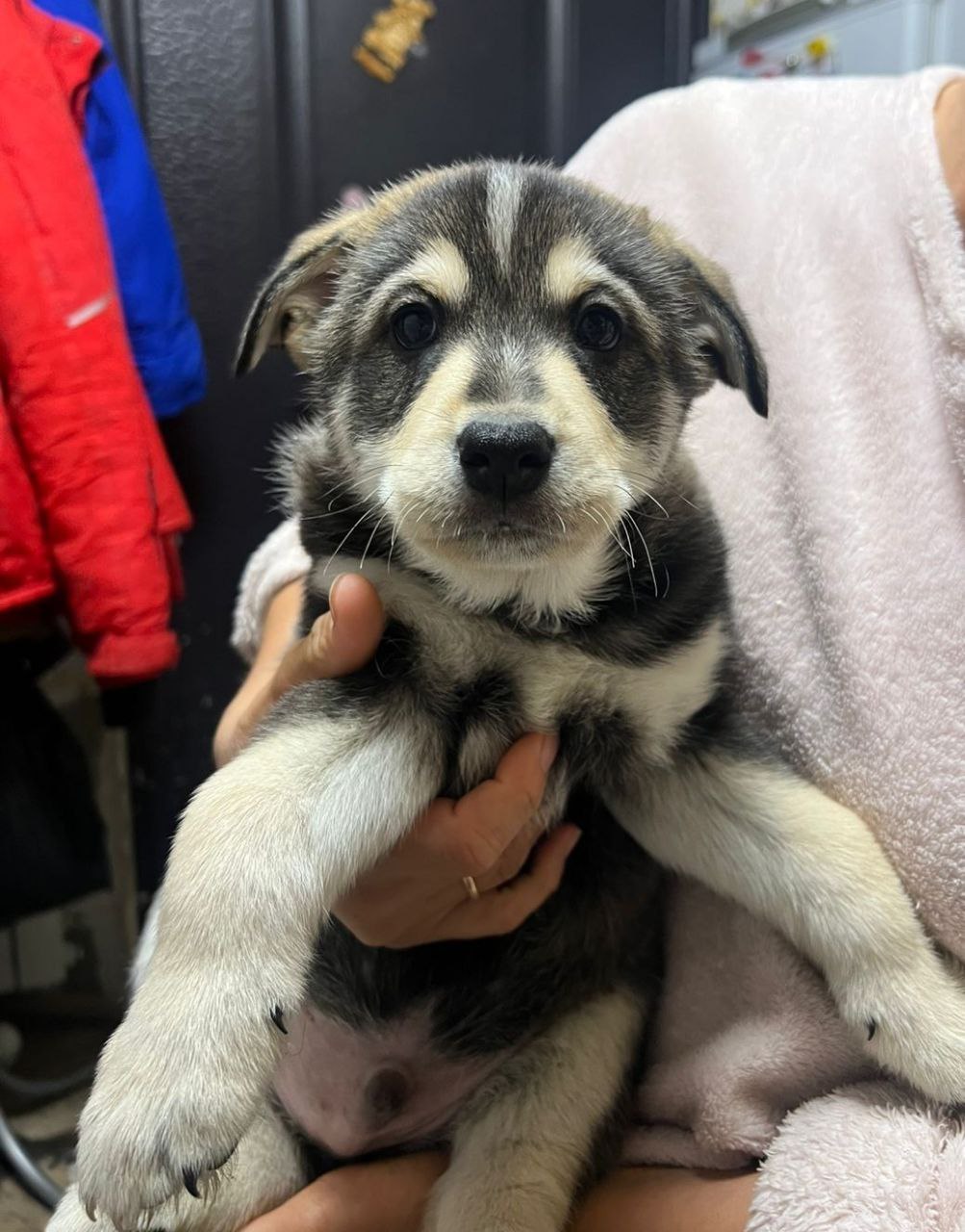 Щенки от хаски и овчарки - Животные в Липецк - фото 7