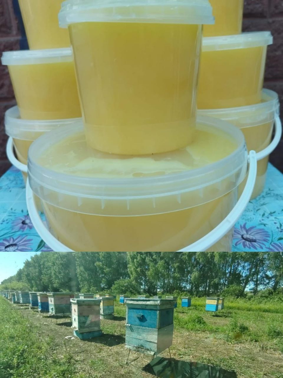 Мед донниковый со своей пасеки - частное объявление в Уфа