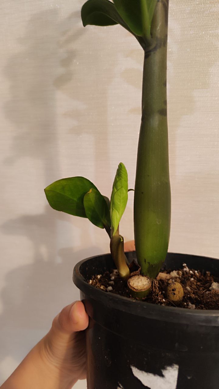 Замиокулькас зензи с новым ростом - частное объявление в Рязань