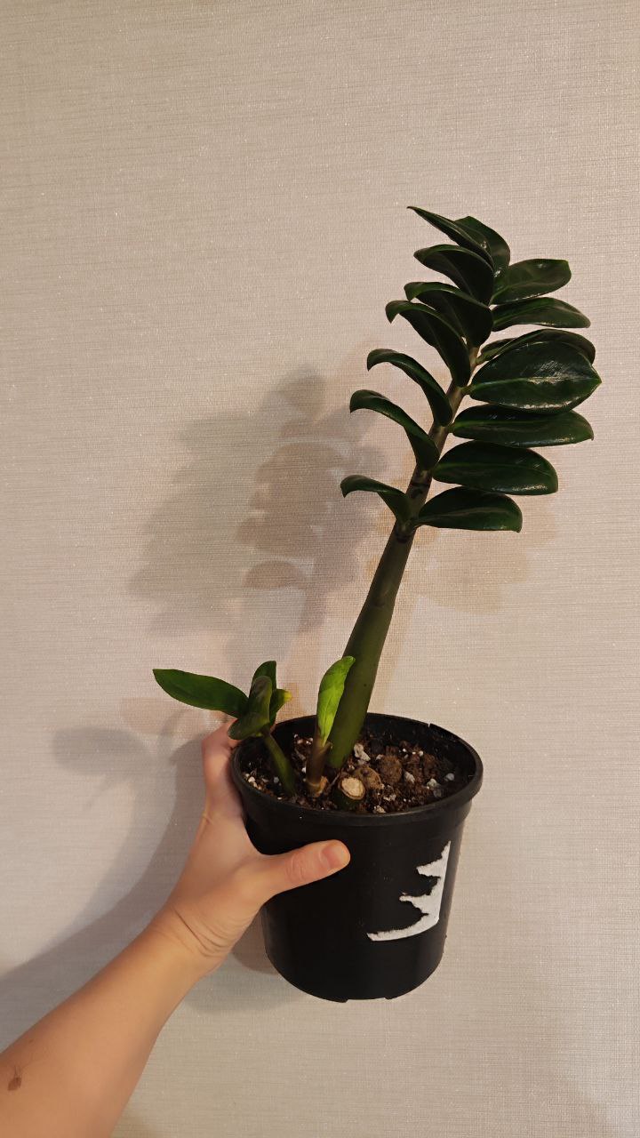 Замиокулькас зензи с новым ростом - Хобби и отдых в Рязань - фото 3