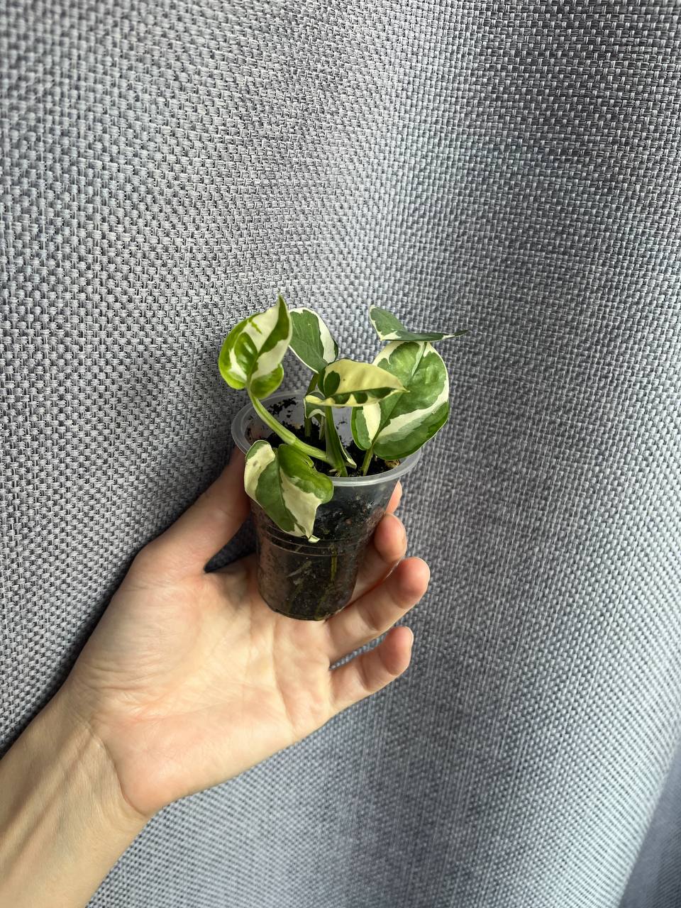 Продажа сциндапсуса - частное объявление в Рязань