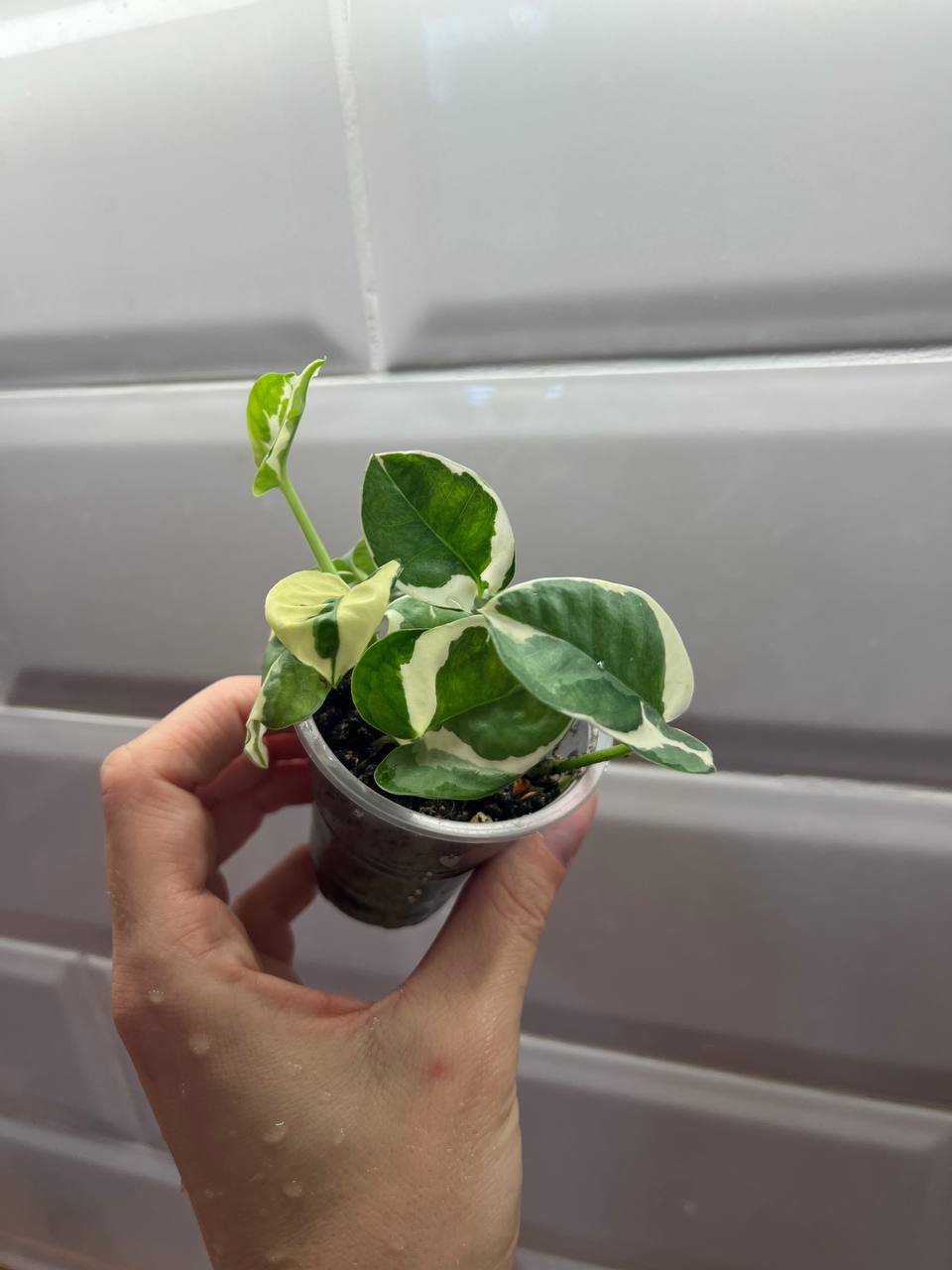 Продажа сциндапсуса - Хобби и отдых в Рязань - фото 3