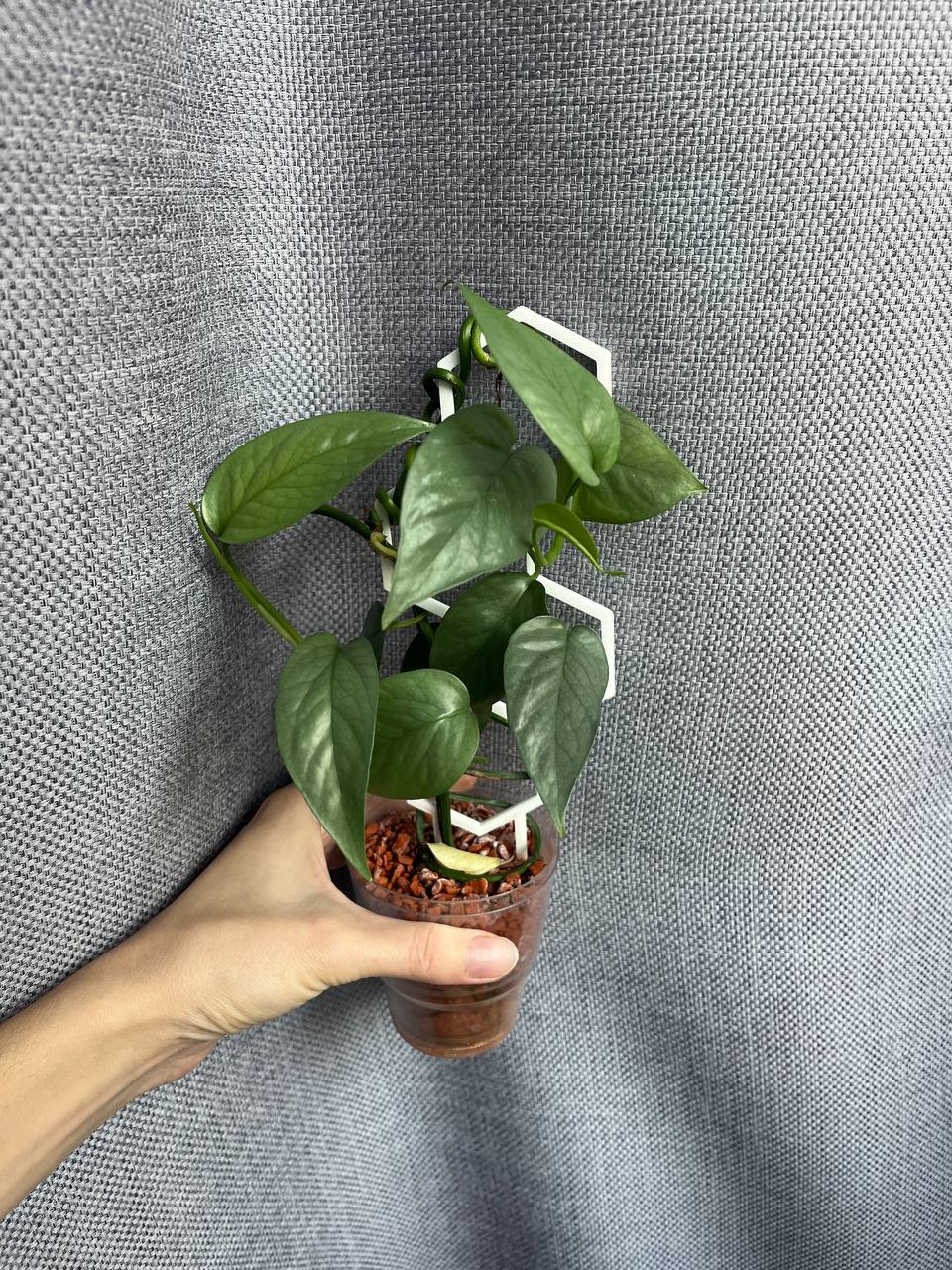 Продажа сциндапсуса - Хобби и отдых в Рязань - фото 4