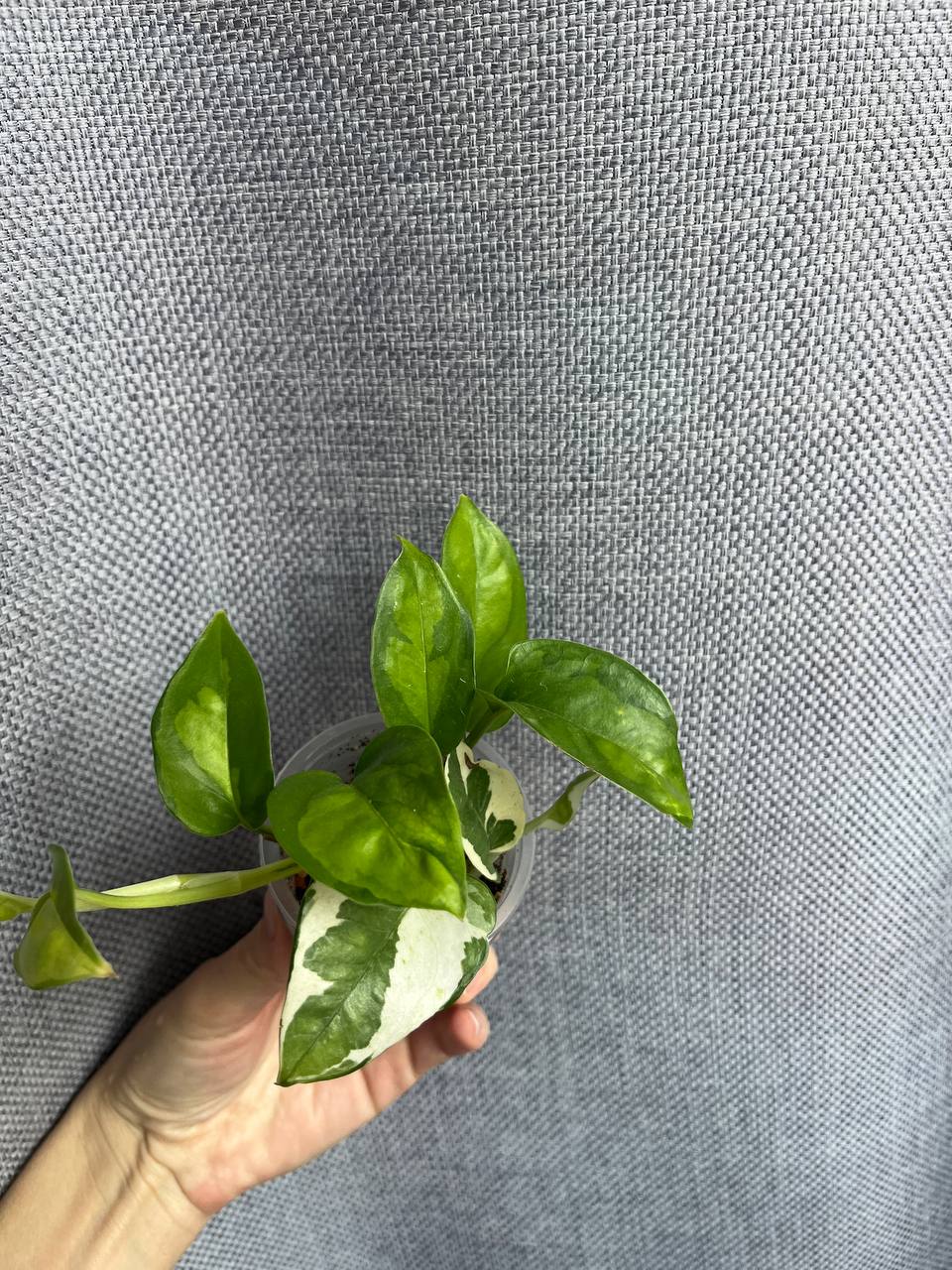 Продажа сциндапсуса - Хобби и отдых в Рязань - фото 5