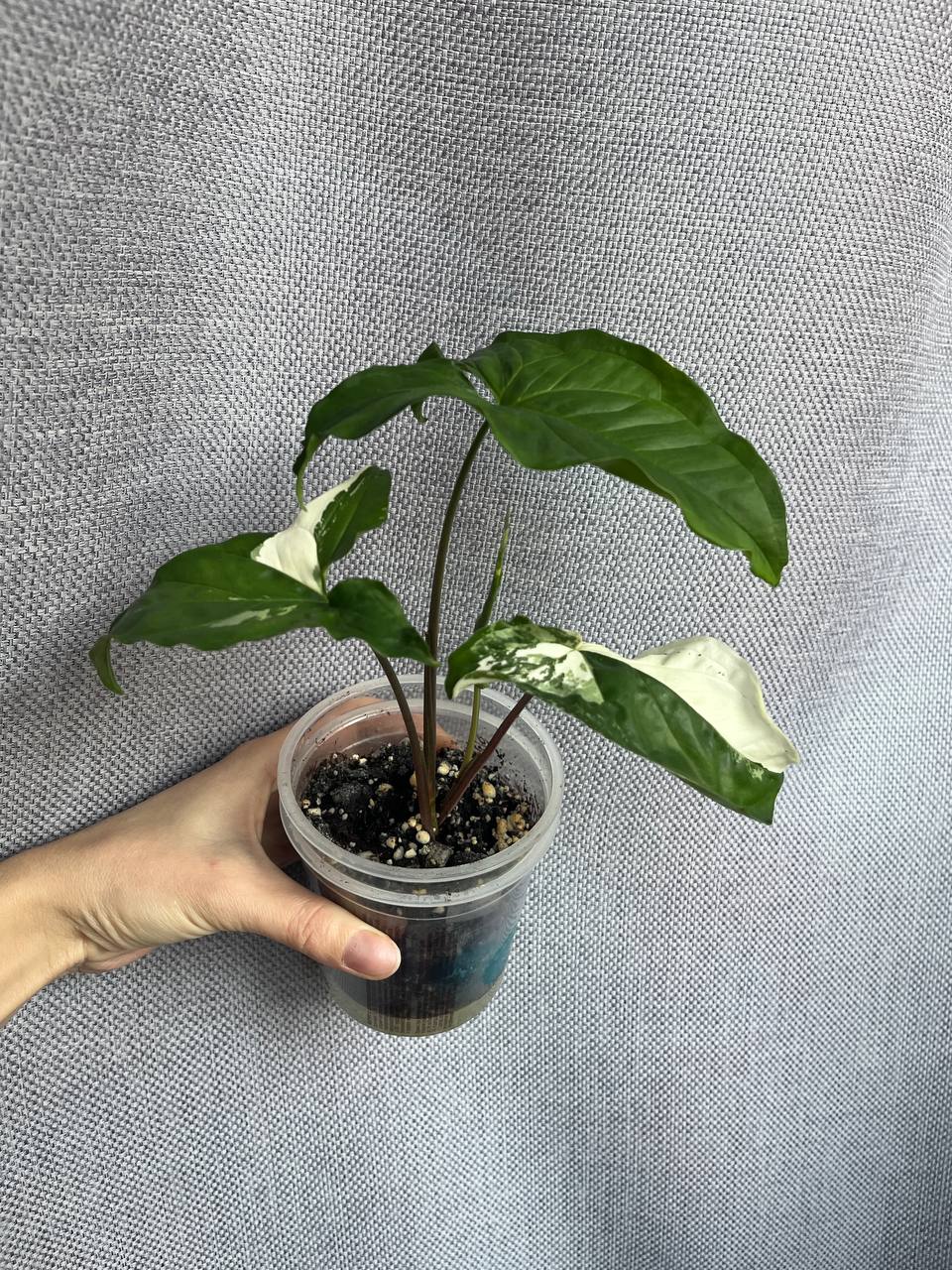 Сингониум Империал Уайт - частное объявление в Рязань