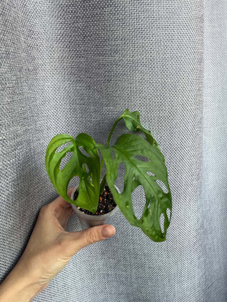 Сингониум Империал Уайт - Хобби и отдых в Рязань - фото 3