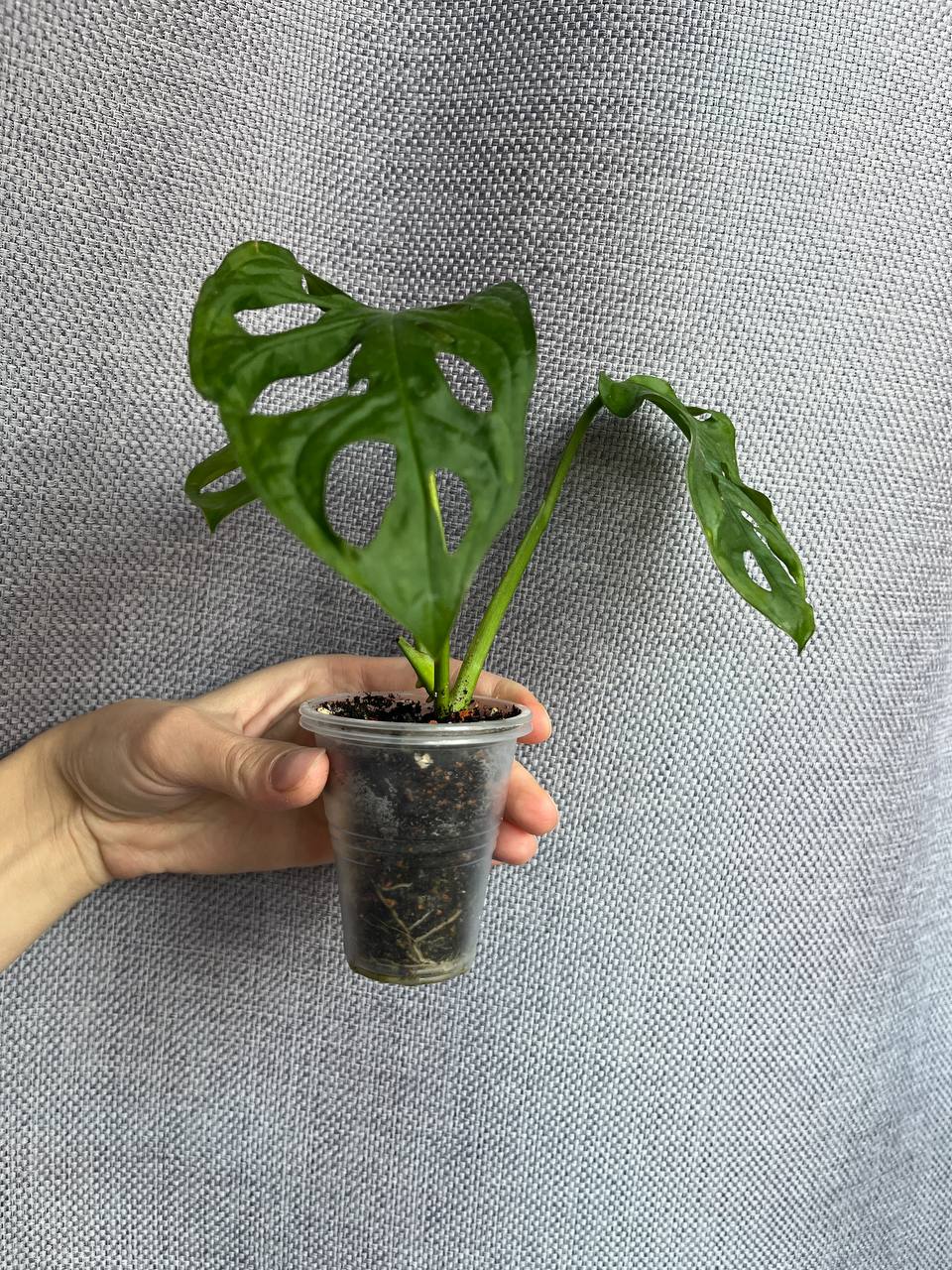 Сингониум Империал Уайт - Хобби и отдых в Рязань - фото 4