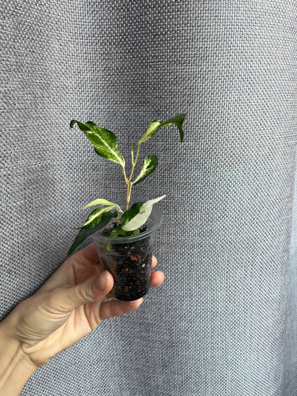 Фикус Кёрли - частное объявление в Рязань