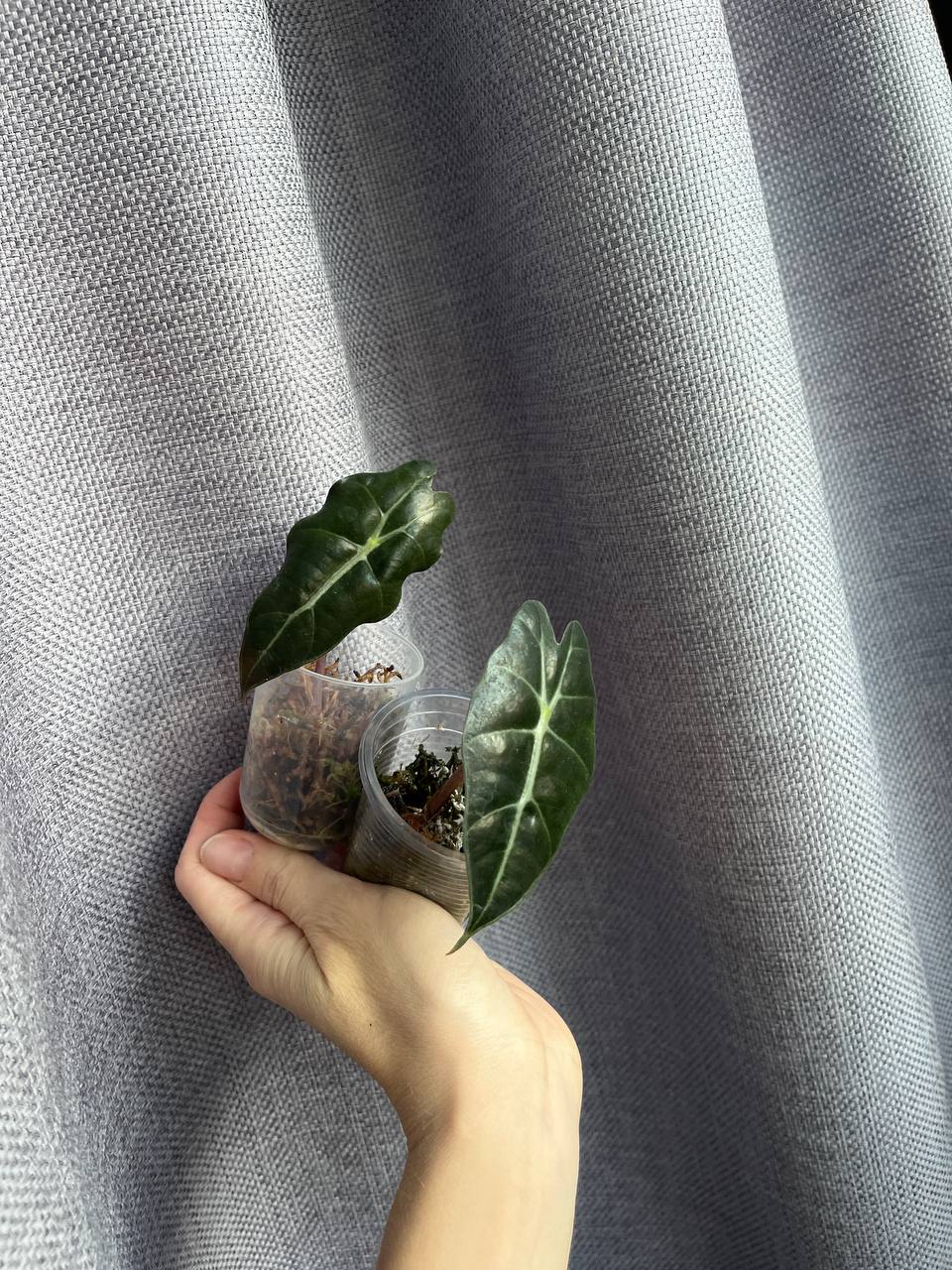 Алоказия Полли - частное объявление в Рязань