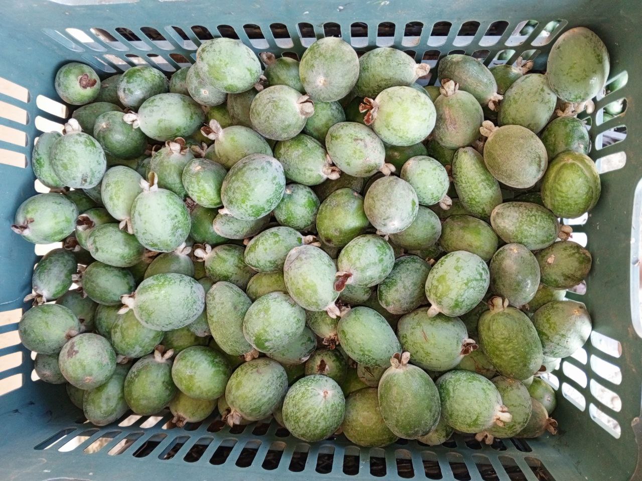 Продажа фейхоа - Хобби и отдых в Сочи